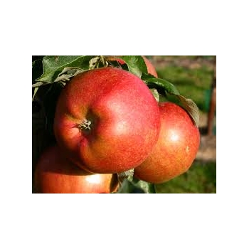 Jabłoń KOKSA POMARAŃCZOWA kolumnowa z doniczki